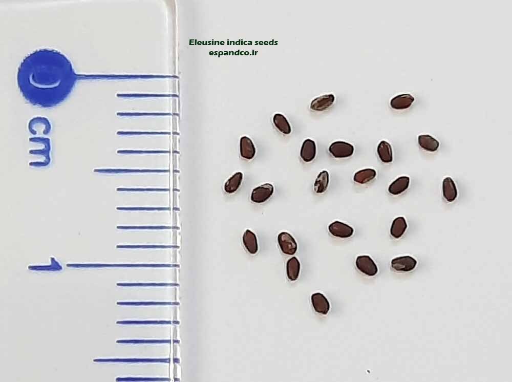  بذر چمن غاز 